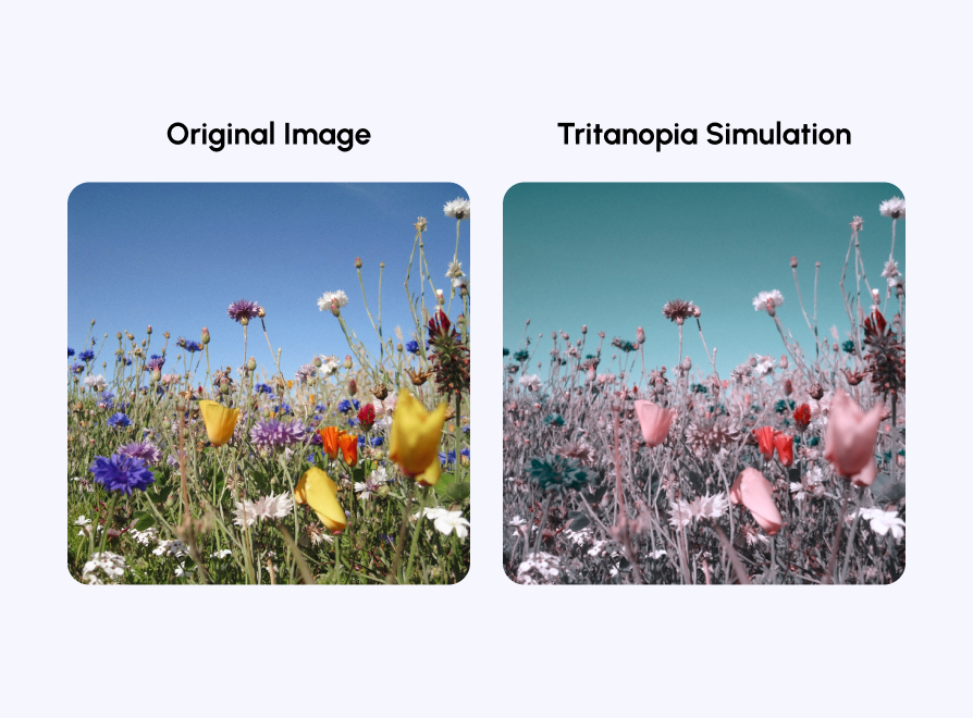 Tritanopia color blindness example